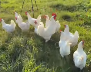 off-grid pastured poultry